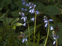 Hyacinthoides non-scripta 75, Wilde Hyacint, Saxifraga-Jan van der Straaten