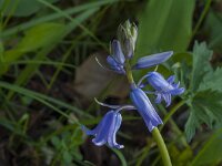 Hyacinthoides non-scripta 77, Wilde Hyacint, Saxifraga-Jan van der Straaten
