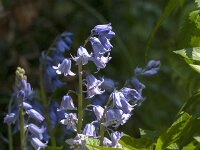 Hyacinthoides non-scripta 79, Wilde Hyacint, Saxifraga-Jan van der Straaten
