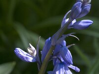Hyacinthoides non-scripta 80, Wilde Hyacint, Saxifraga-Jan van der Straaten