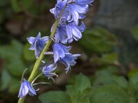 Hyacinthoides non-scripta 81, Wilde Hyacint, Saxifraga-Jan van der Straaten