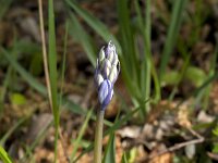 Hyacinthoides non-scripta 82, Wilde Hyacint, Saxifraga-Jan van der Straaten
