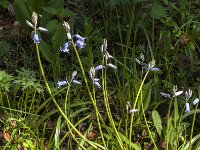 Hyacinthoides non-scripta 83, Wilde Hyacint, Saxifraga-Jan van der Straaten
