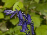 Hyacinthoides non-scripta 9, Wilde hyacint, Saxifraga-Willem van Kruijsbergen