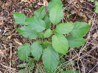 Hydrangea arborea