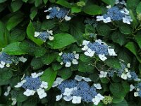 Hydrangea macrophylla