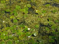 Hydrocharis morsus-ranae, Common Frogbit