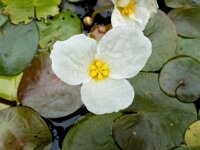 Hydrocharis morsus-ranae 11, Kikkerbeet, Saxifraga-Bart Vastenhouw