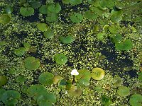 Hydrocharis morsus-ranae 2, Kikkerbeet, Saxifraga-Jan van der Straaten