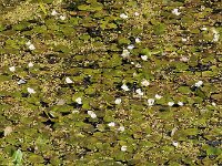European frogbit (Hydrocharis morsus-ranae) with flowers  European frogbit (Hydrocharis morsus-ranae) with flowers : European frogbit, frogbit, Hydrocharis morsus-ranae, flower, flowers, in bloom, blooming, in flower, flowering, vascular plant, water plant, plant, plants, flora, floral, botany, nature, natural, outside, outdoor, outdoors, no people, nobody, rural, summer, summertime