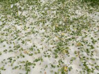 Hydrocotyle bonariensis 5, Saxifraga-Ed Stikvoort : Finisterre en Santiago de Compostela A900
