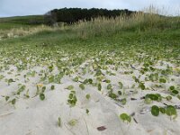 Hydrocotyle bonariensis 9, Saxifraga-Ed Stikvoort : Finisterre en Santiago de Compostela A900