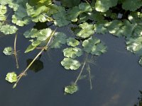 Hydrocotyle ranunculoides, Floating Marsh Pennywort
