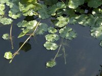 Hydrocotyle ranunculoides, Floating Marsh Pennywort