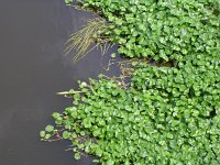 Hydrocotyle ranunculoides 10, Grote waternavel, Saxifraga-Henk Sierdsema