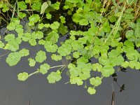 Hydrocotyle ranunculoides 18, Grote waternavel, Saxifraga-Rutger Barendse