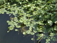 Hydrocotyle ranunculoides 5, Grote waternavel, Saxifraga-Jan van der Straaten