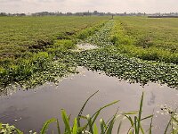 Ditch overgrown by invasive Floating pennywort (Hydrocotyle ranunculoides)  Ditch overgrown by invasive Floating pennywort (Hydrocotyle ranunculoides) : floating pennywort, Hydrocotyle ranunculoides, floating marshpennywort, aquatic, invasive, plant, plants, botany, vascular plant, flora, floral, nature, natural, wildflower, countryside, rural, landscape, rural landscape, rural scene, non-urban landscape, non-urban scene, outside, oudoor, outdoors, no people, nobody, summer, summertime, growth, pest, invasive alien species