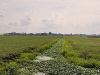 Ditch overgrown by invasive Floating pennywort (Hydrocotyle ranunculoides)  Ditch overgrown by invasive Floating pennywort (Hydrocotyle ranunculoides) : floating pennywort, Hydrocotyle ranunculoides, floating marshpennywort, aquatic, invasive, plant, plants, botany, vascular plant, flora, floral, nature, natural, wildflower, countryside, rural, landscape, rural landscape, rural scene, non-urban landscape, non-urban scene, outside, oudoor, outdoors, no people, nobody, summer, summertime, growth, pest, invasive alien species