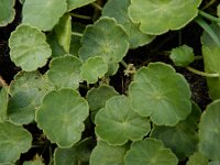 Hydrocotyle vulgaris 24, Gewone waternavel, Saxifraga-Ed Stikvoort : A900