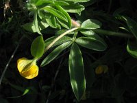 Hymenocarpus circinnatus 1, Saxifraga-Rutger Barendse
