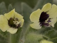 Hyoscyamus albus 11, Wit bilzenkruid, Saxifraga-Jan van der Straaten