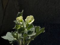 Hyoscyamus albus 13, Wit bilzenkruid, Saxifraga-Jan van der Straaten