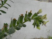 Hyoscyamus albus 17, Wit bilzenkruid, Saxifraga-Rutger Barendse