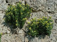 Hyoscyamus aureus 2, Saxifraga-Ed Stikvoort