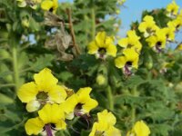 Hyoscyamus aureus 4, Saxifraga-Ed Stikvoort