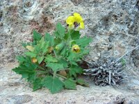 Hyoscyamus aureus 6, Saxifraga-Ed Stikvoort