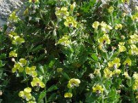 Hyoscyamus aureus 8, Saxifraga-Ed Stikvoort