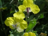 Hyoscyamus aureus 9, Saxifraga-Ed Stikvoort