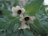 Hyoscyamus niger 1, Bilzekruid, Saxifraga-Jan de Laat