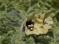Hyoscyamus niger 10, Bilzekruid, Saxifraga-Jan van der Straaten