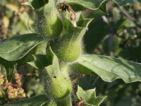 Hyoscyamus niger 14, Bilzekruid, Saxifraga-Rutger Barendse