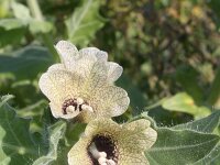 Hyoscyamus niger 15, Bilzekruid, Saxifraga-Rutger Barendse