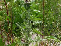 Hyoscyamus niger 18, Bilzekruid, Saxifraga-Ed Stikvoort