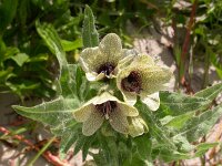 Hyoscyamus niger 21, Bilzekruid, Saxifraga-Ed Stikvoort