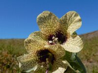 Hyoscyamus niger 26, Bilzekruid, Saxifraga-Ed Stikvoort