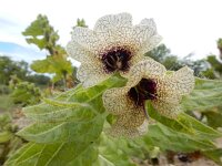 Hyoscyamus niger 27, Bilzekruid, Saxifraga-Ed Stikvoort