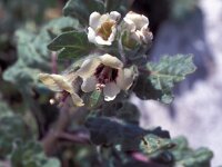 Hyoscyamus niger 32, Bilzekruid, Saxifraga-Jan van der Straaten