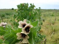 Hyoscyamus niger 5, Bilzeknruid, Saxifraga-Dirk Hilbers
