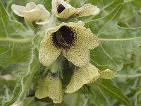 Hyoscyamus niger 9, Bilzekruid, Saxifraga-Jan van der Straaten