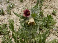 Hyoscyamus reticulatus