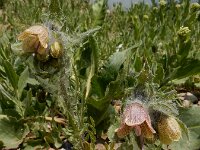 Hyoscyamus reticulatus 2, Saxifraga-Ed Stikvoort : Jerevan - Garni s9900