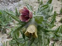 Hyoscyamus reticulatus 3, Saxifraga-Ed Stikvoort : Jerevan - Garni s9900