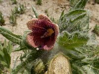 Hyoscyamus reticulatus 4, Saxifraga-Ed Stikvoort : Jerevan - Garni s9900