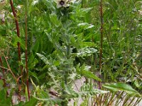 Hyoscyamus niger 12, Bilzekruid, Saxifraga-Ed Stikvoort