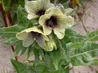 Hyoscyamus niger 13, Bilzekruid, Saxifraga-Ed Stikvoort